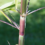 Phyllostachys preacox viridisulcata au soleil.JPG